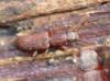 Silvanus bidentatus